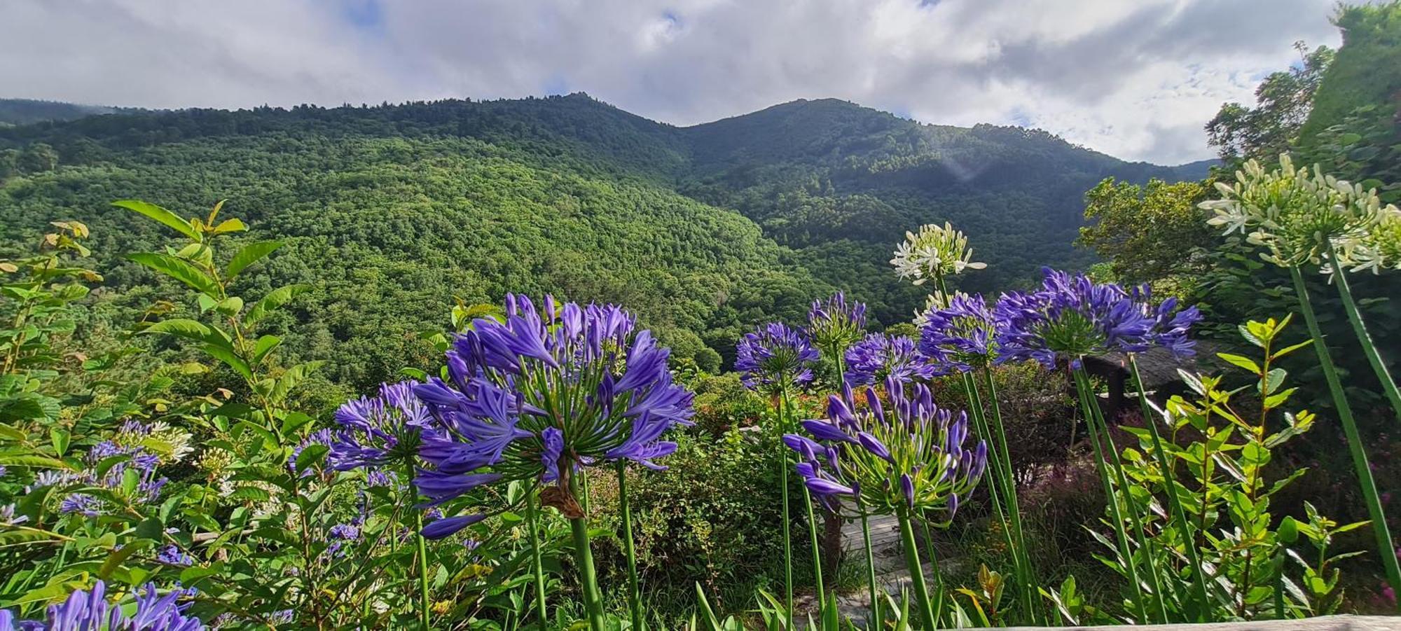 Apartamentos Rurales El Bosque De Las Vinas Boal Екстериор снимка